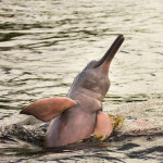 Pink dolphin (Inia geoffrensis)