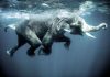 Swimming elephants-Oliver-Blaise