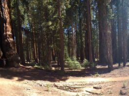 sequoia gigante e ragazza sul fondo