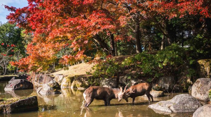 A passeggio con i cervi di Nara